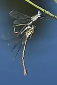 移精