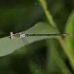 メスの上面