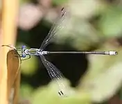 オスの上面、翅を半開きの状態で静止する