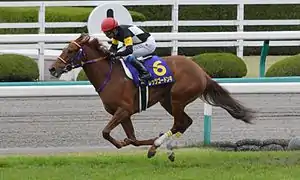 2015年優勝馬レッツゴードンキ