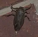 メキシコタガメ