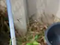 雌の網に雄が訪れたところ