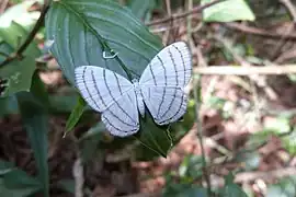 Leucochimona icare, ブラジル
