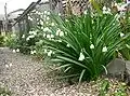 スノーフレーク（スズランズイセン）Leucojum aestivum