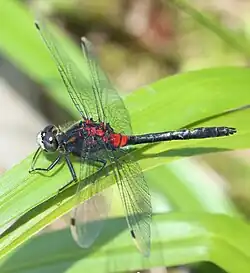 カオジロトンボ属カオジロトンボLeucorrhinia dubia