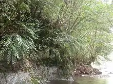 渓流沿いの岩に生える大株和歌山県南部