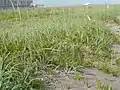 砂浜に帯状に生育している様根元にコウボウムギ（エゾノ？）が
