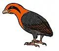 同じく白亜紀初期の中国で見つかった遼寧鳥(英語版) 竜骨を有し鳥の直系の祖先と考えられている。