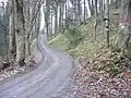 森林を伐採して作られた林道