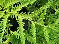 葉の様子L. plumosa