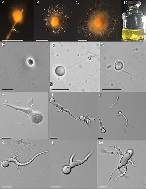 4. Liebetanzomyces polymorphus の遊走子: 鞭毛は1本 (E, F) または2本 (G)。スケールバーは 10マイクロメートル