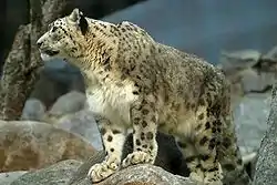 ユキヒョウ