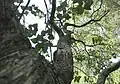 ライラックの枝