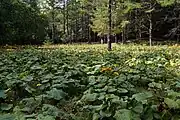 群生(櫛形山、2011年8月)
