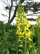 舌状花は3個、筒状花は5個。