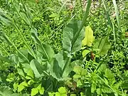 葉は灰緑色で、茎につく葉は互生し茎を広く抱く。
