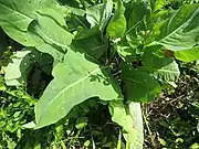 根出葉は花時にも残り直立する。