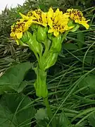 総苞と頭花柄の基部に苞葉がある。