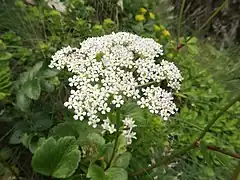 枝先に複散形花序をつけ、白色の花を多数密につける。
