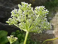 複散形花序の下に線形の総苞片が数個あり、花柄は15-20個ほどある。小花序の下に線形の小総苞片が数個あり、小花柄は15-20個ほどある。