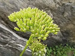 若い果実。分果に5個の背隆条があり、残存花柱の基部に柱下体がある。