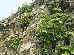 生育環境。海岸の岩場でキリンソウ、ハマナスとともに生えている。