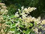 侵略的外来植物の杻 Ligustrum sinense の実は好物。