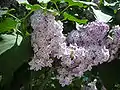 紫のライラック