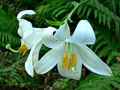 L. candidumマドンナリリー Madonna lily
