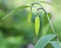 蕾