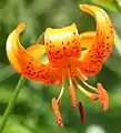 花の細部