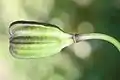 倒卵形の果実（朔果）