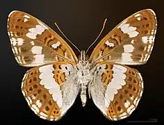 Limenitis camilla △