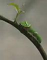 アゲハチョウ科
