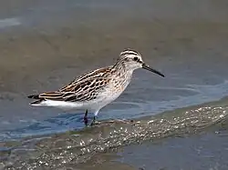 キリアイL. falcinellus