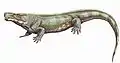 Limnoscelis