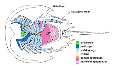 現生カブトガニ類の腹面。集約したはさみ型の脚、後脚の特殊な分岐と6対の蓋板をもつ。