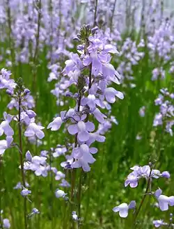 仮面状花冠(マツバウンラン)