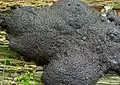 フンホコリ (アミホコリ目) の子実体