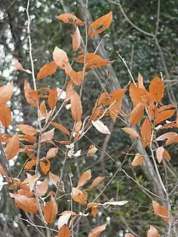 Lindera glauca
