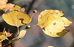 黄葉した葉と蕾