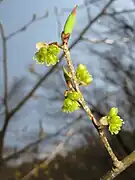 雌花
