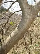 樹皮