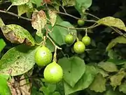 果実