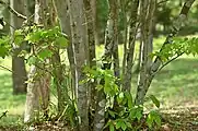 樹皮（幹は株立ちになる）