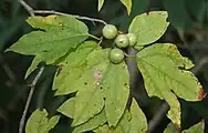 果実と葉