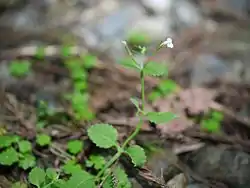 Lindernia setulosa
