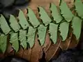 葉裏の胞子嚢群