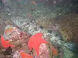 体色の淡い個体