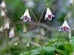 Linnaea borealis subsp. borealis